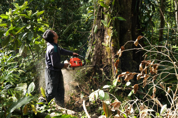 Best Tree Mulching Services  in Hutchison, VA