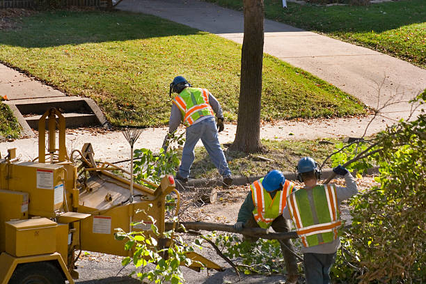 Best Utility Line Clearance  in Hutchison, VA