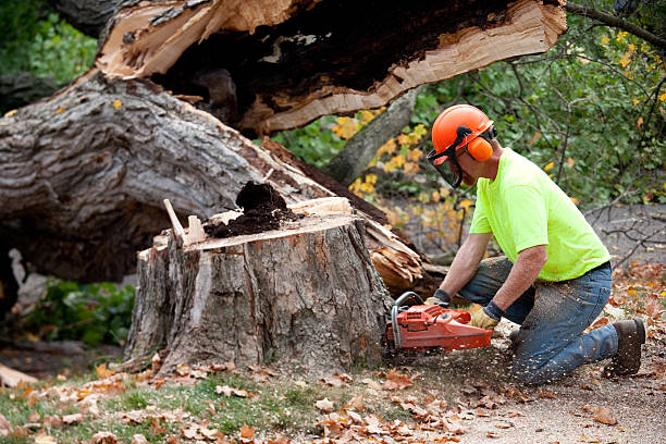 Reliable Hutchison, VA  Tree Services Solutions