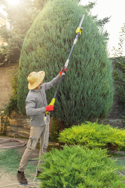 Best Fruit Tree Pruning  in Hutchison, VA