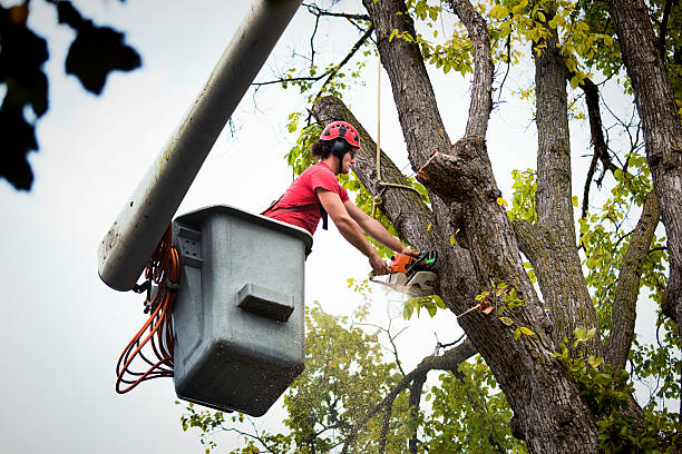 Best Tree Removal Service  in Hutchison, VA