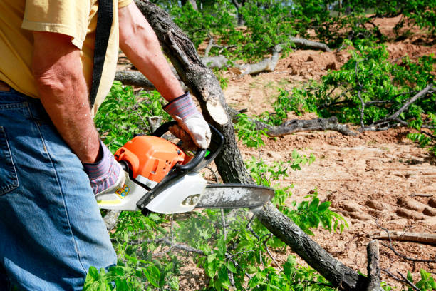 Best Tree Trimming and Pruning  in Hutchison, VA